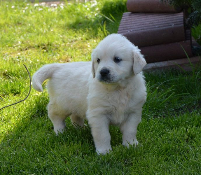 cuccioli di golden retriever  ( per regalo )