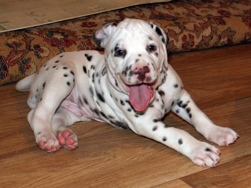  cuccioli di dalmata per adozione ( per regalo )