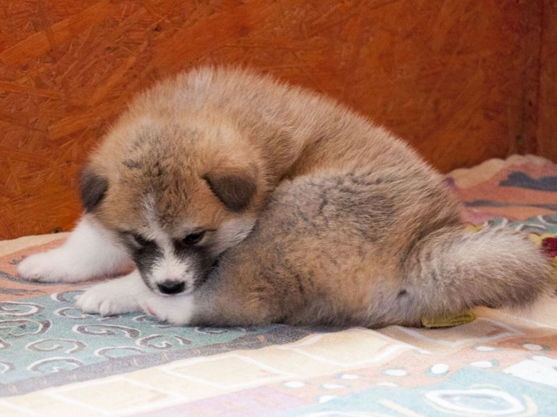 Molto bella e sani cuccioli di akita-inu  per adozione maschi e femmine disponibili (gratis) 