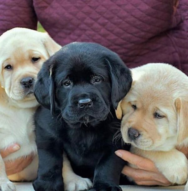Meravigliosi cuccioli di labrador retriever in vendita