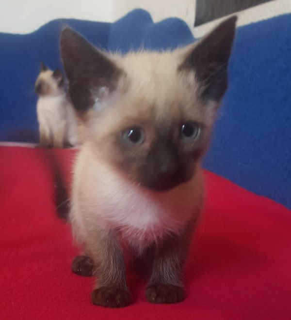 Siamese kitten  ( per regalo )