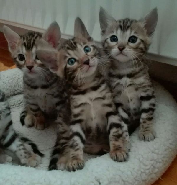 Gattini di bengala  ( per regalo )