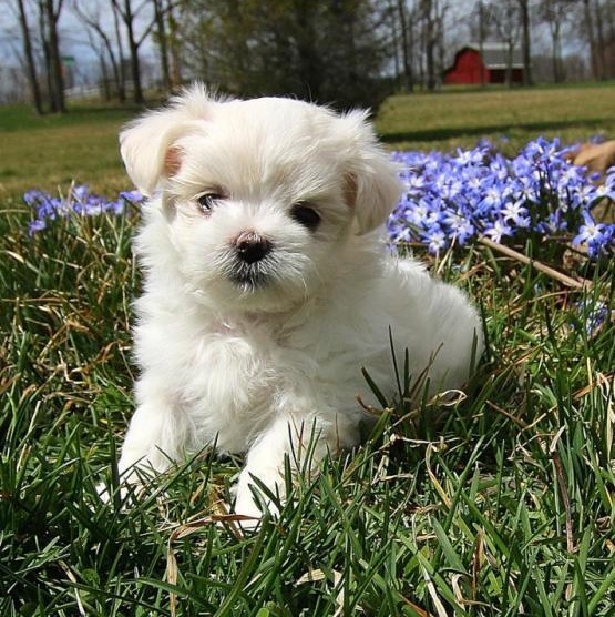 Regalo Maltese cuccioli introvabili cuccioli di Maltese intelligenti e dolcissimi attaccati al padro