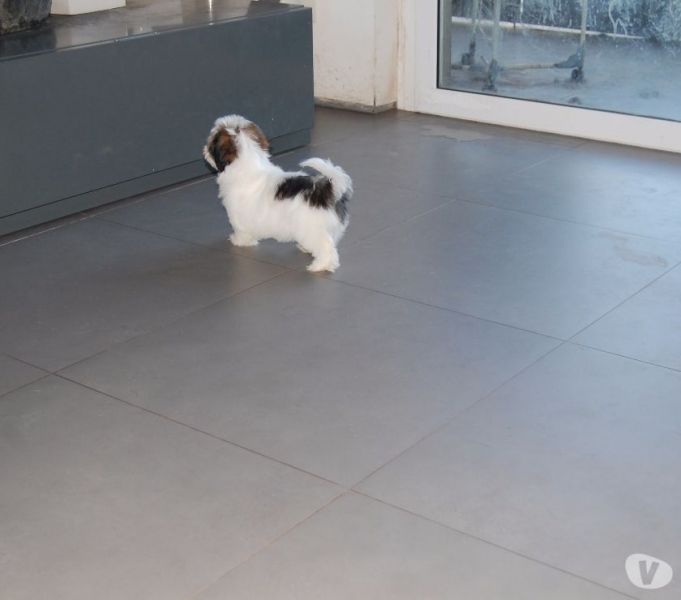 Bellisimi cuccioli di shitzu a Regalo