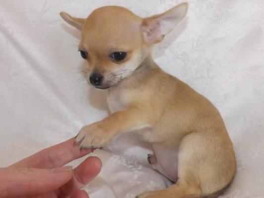 Disponibile chihuahua 3 bianco e crema