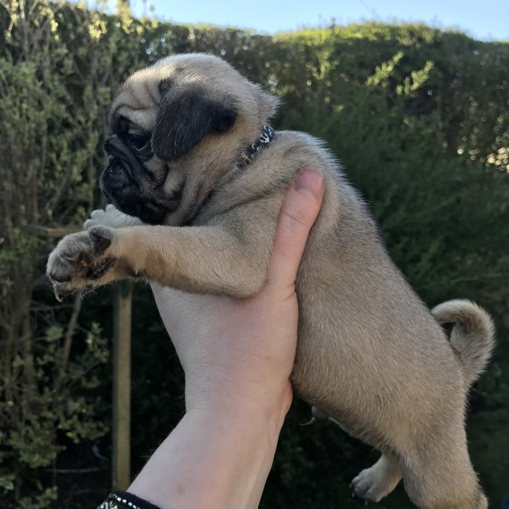  REGALO Cuccioli carlino