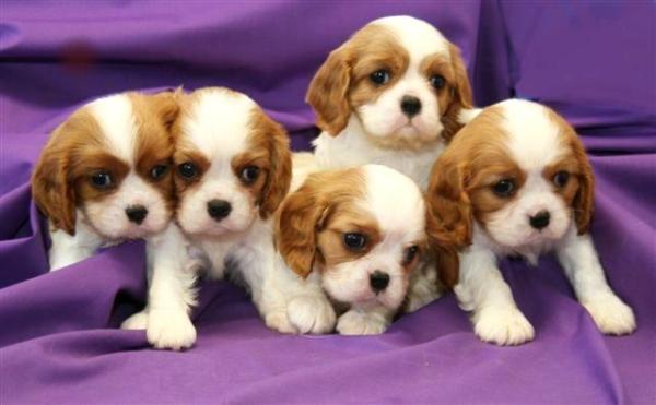 Regalo cavalier king cuccioli meravigliosi ! 