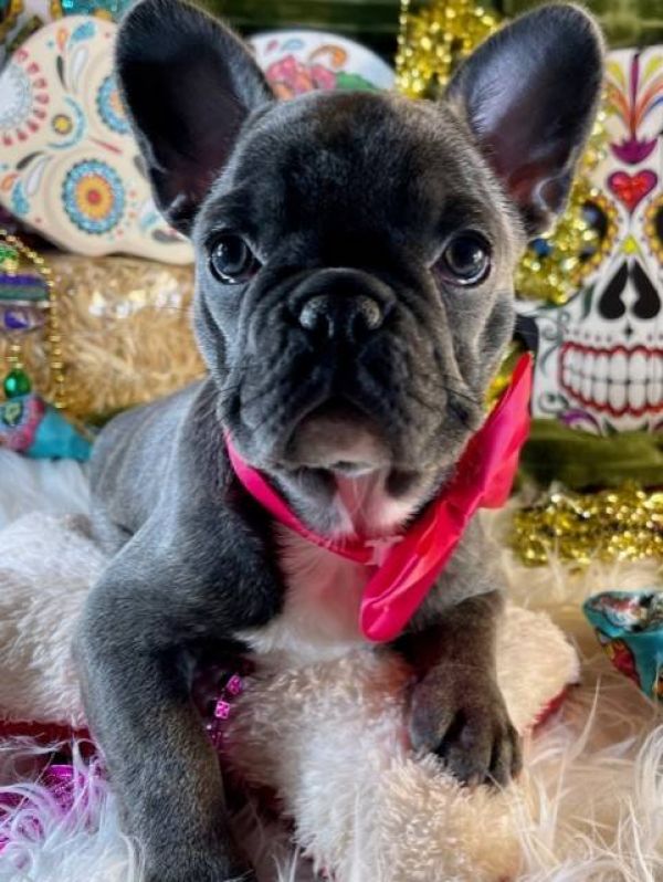  Regalo Meravigliosi cuccioli di bulldog francese  Casa cresciuto, salute garantita, vasino addestra