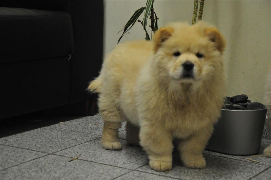 Molto bella e sani cuccioli di CHOW  CHOW per adozione maschi e femmine disponibili (gratis)