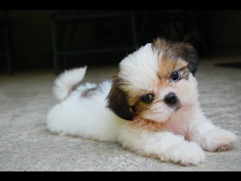 Shih Tzu cuccioli