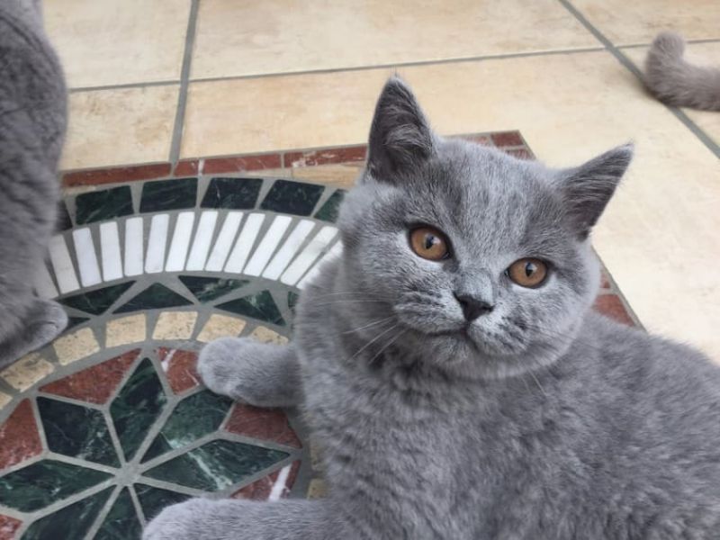 British shorthair per l'adozione