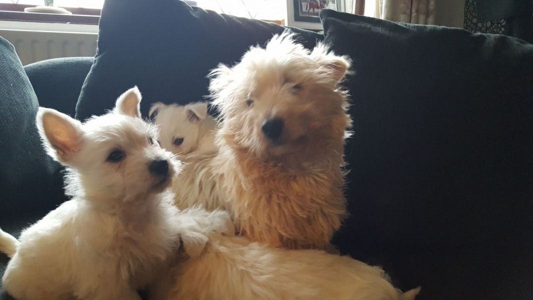 AKC West Highland White Terrier