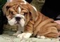 Disponibile bellissima cucciola di bulldog inglese  Disponibile bellissima cucciola di bulldog ingle