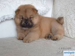 Adorabili cuccioli di chow chow femminucce e maschietti disponibili per l'adozione cuccioli sono vac