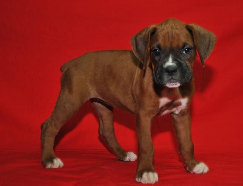 Regalo Cuccioli di boxer in pronta consegna i cuccioli verranno Dato dopo 90 giorni dalla nascita, p
