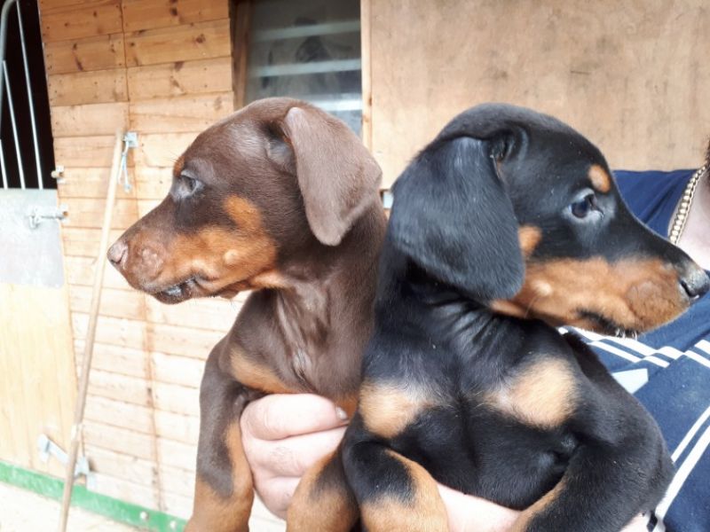  Regalo adorabili cuccioli Dobermann