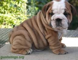 Bulldog  Inglese Cuccioli
