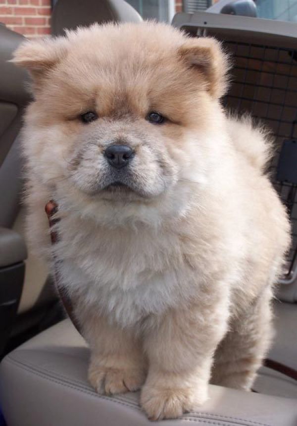Adorabili cuccioli di chow chow femminucce e maschietti disponibili