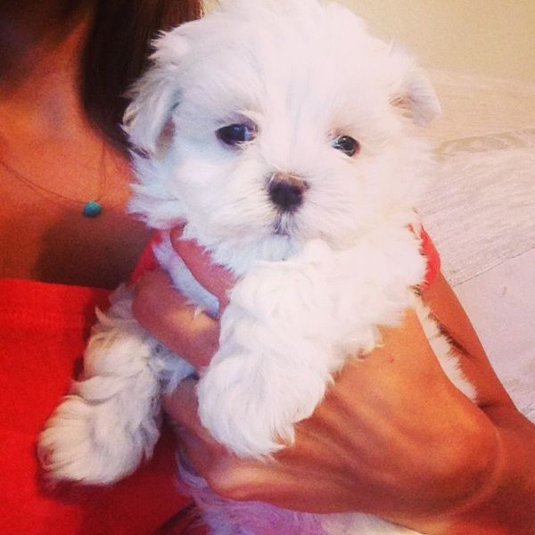 Cuccioli maltese mini toy con pedigree 