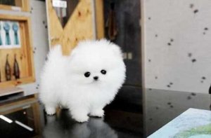  { Regalo Volpino di pomerania (spitz tedesco nano