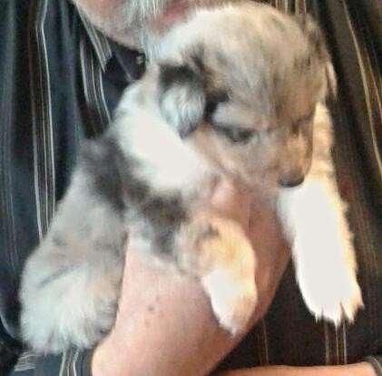  Cuccioli di Shetland pastore scozzese