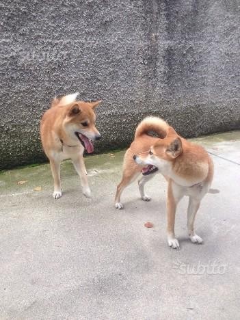 Cuccioli Shiba Inu: pedigree, genitori visibili