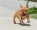 Cucciolo femmina bulldog francese  cucciolo femmina bulldog francese