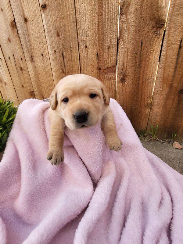  Labrador cuccioli introvabili cuccioli E-MAIL  (marieiris783@gmail.com)  Labrador cuccioli introvab