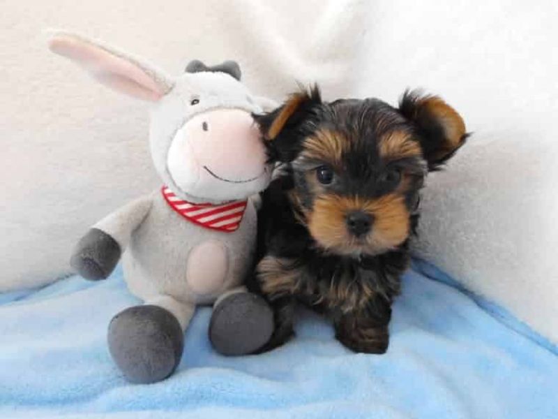   cuccioli di YORKSHIRE  per adozione ( regalo  )