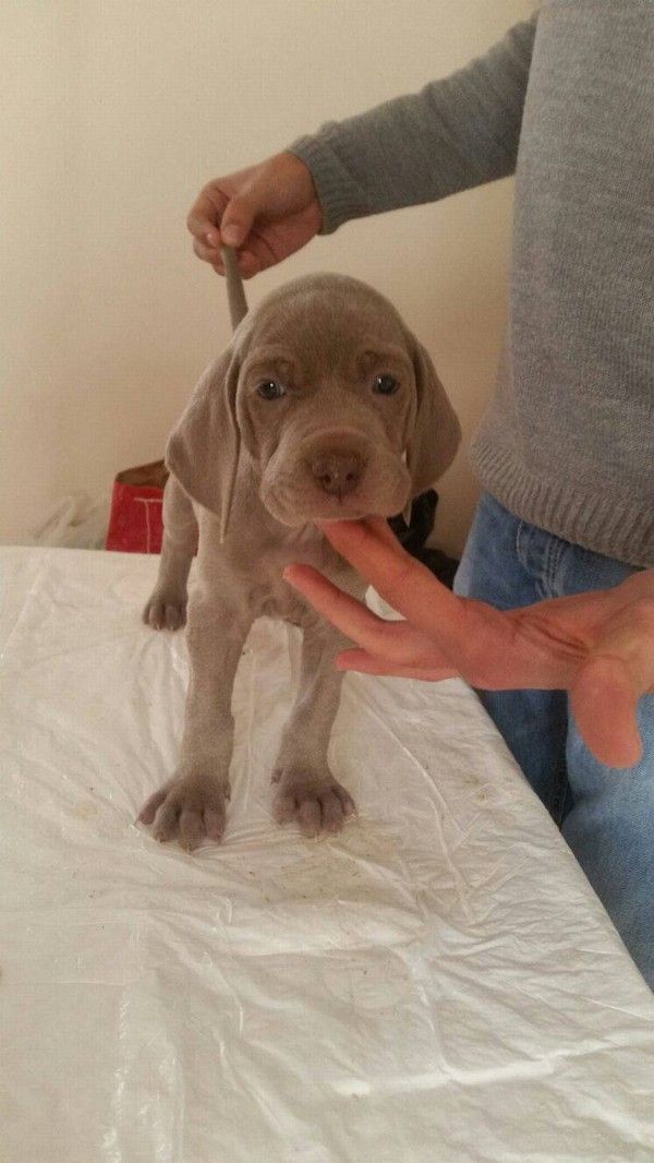 Cuccioli di Weimaraner