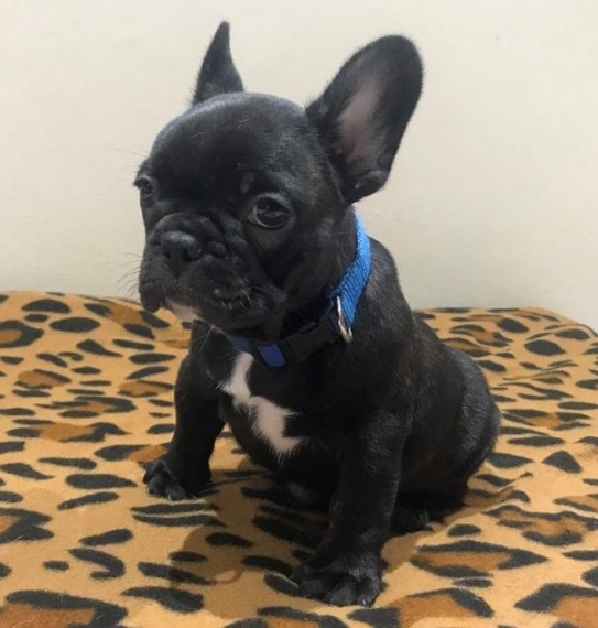 REGALO Cuccioli di Bulldog Francese