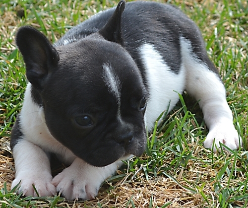 Sani maschio e femmina cuccioli di bulldog francese per adozione 