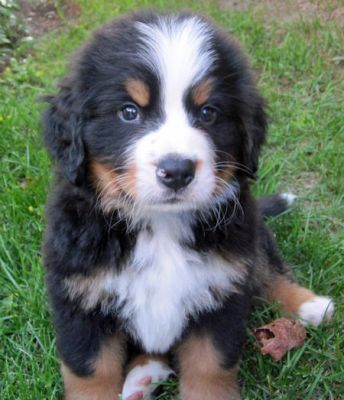 cuccioli bovaro del bernese in regalo nautica customer service