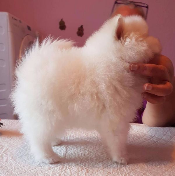 Regalo Volpini cuccioli di pomerania