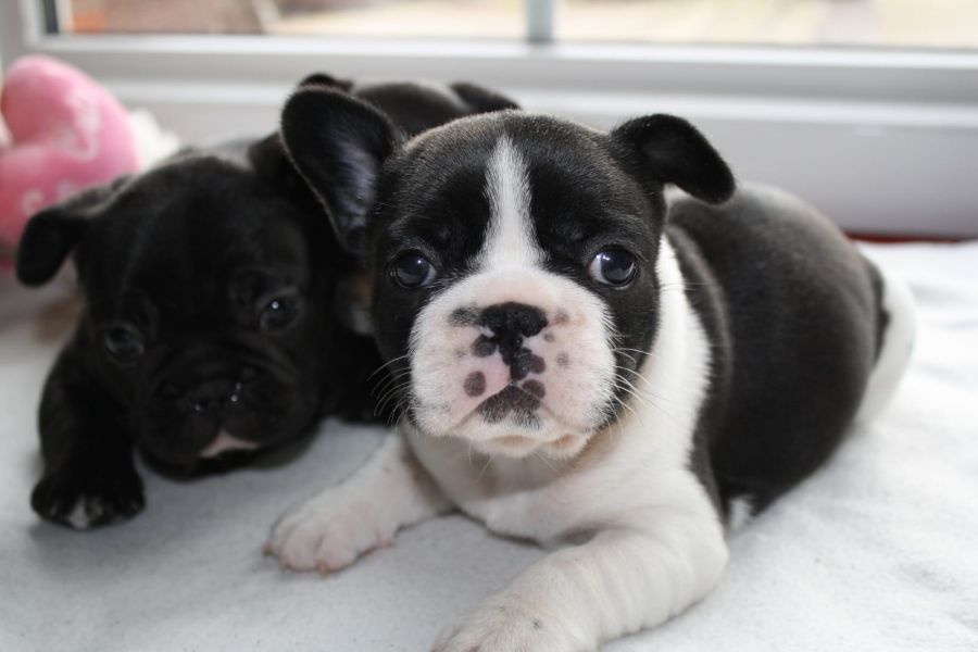 Sani maschio e femmina cuccioli di bulldog francese per adozione 
