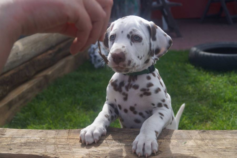  regalo cuccioli di dalmata disponibili per l'adozione