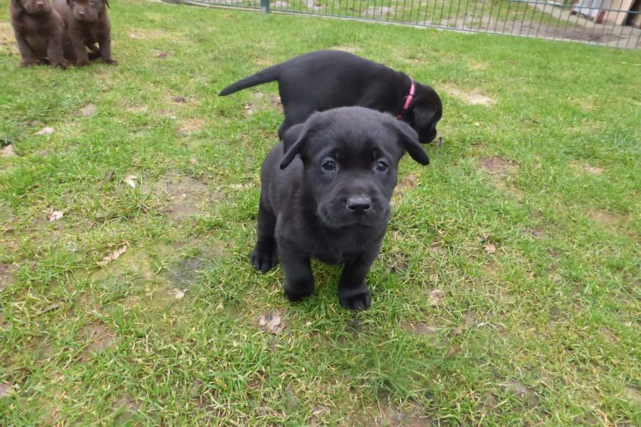  cuccioli di labrador  per adozione ( maschio e femmina )