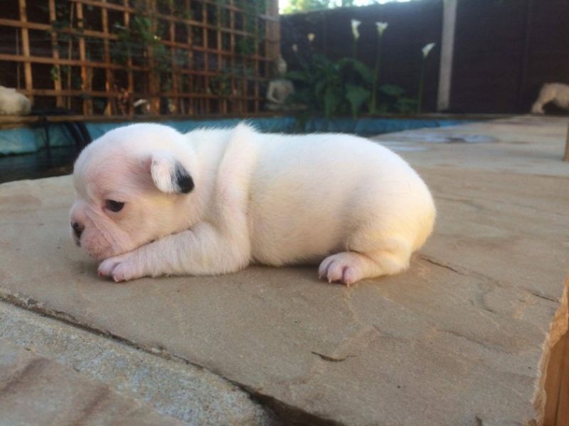 REGALO Cuccioli di Bulldog Francese