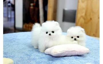 Cuccioli pomerania
