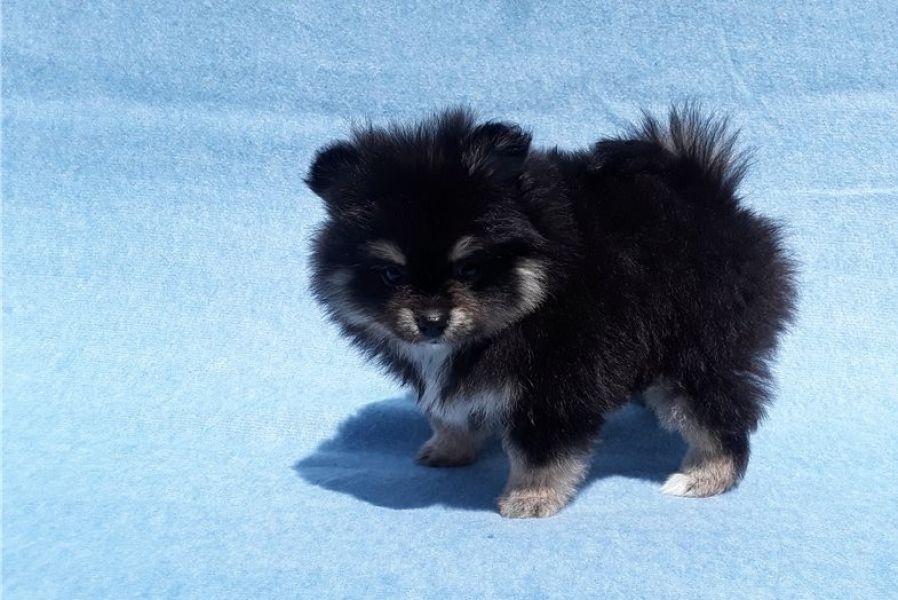 Regalo Cuccioli di volpino di pomerania Pomerania maschi e femmine, vaccinati sverminati e con micro
