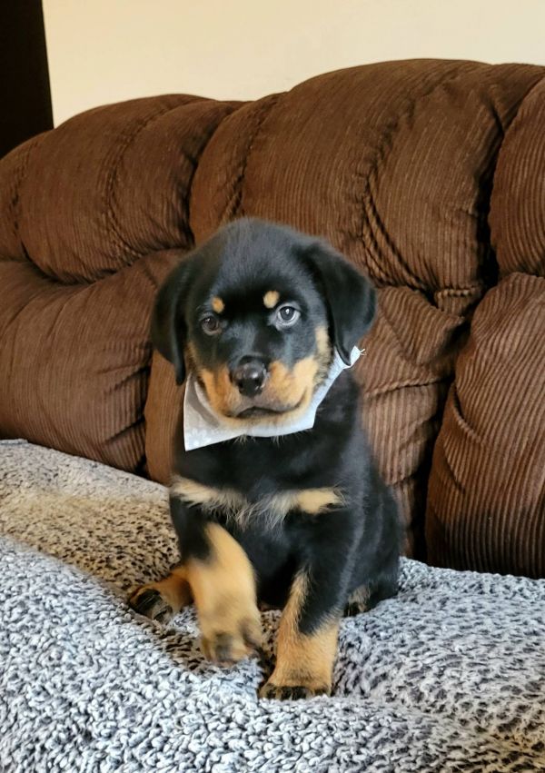  Regalo Cuccioli di Rottweiler 