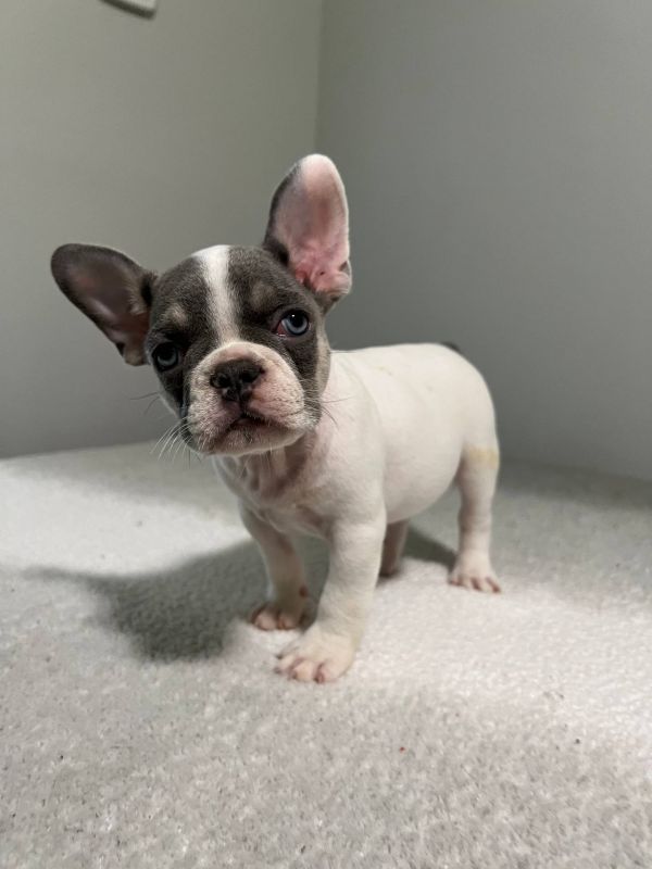  Regalo Meravigliosi cuccioli di bulldog francese  Casa cresciuto, salute garantita, vasino addestra