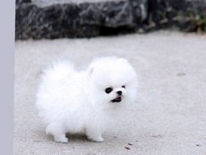 Offriamo ottimi cuccioli di Volpino di Pomerania 2 Maschietti e 1 Femminucce, 