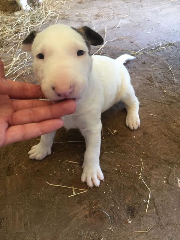 Cuccioli di miniature bull terrier per adozione ( regalo )