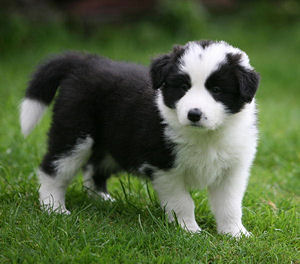 Adorali cuccioli di Border collie femminucce e maschietti disponibili per l'adozione