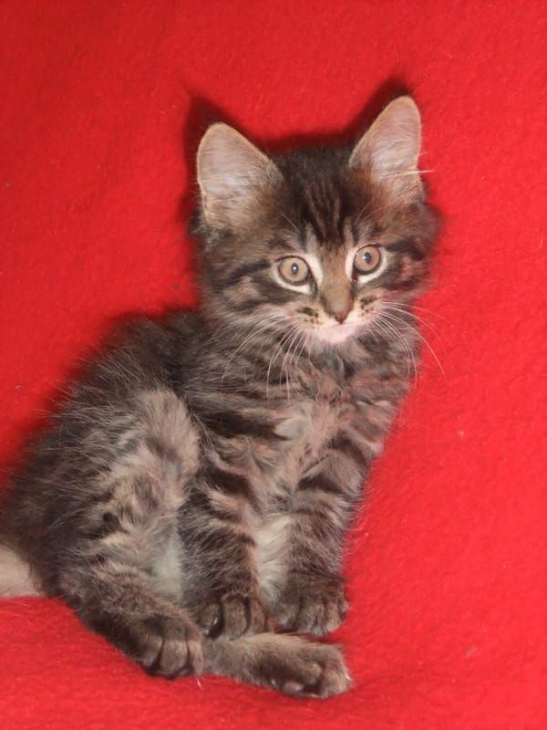 Molto bella e sani gattini main coon  per adozione maschi e femmine disponibili (gratis)