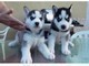 Cuccioli siberian husky