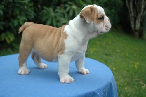 Cuccioli di Bulldog Inglese
