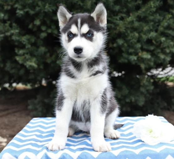 Regalo Husky cuccioli introvabili cuccioli di Husky albicoca intelligenti e dolcissimi attaccati al 