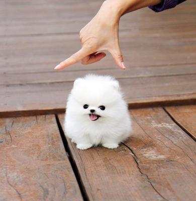 REGALO CUCCIOLI DI VOLPINO DI POMERANIA(GRATIS)